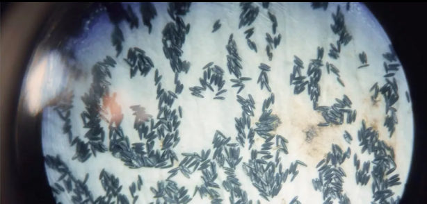 Bill Gates'ten dehşete düşüren proje! Milyonlarca sivrisineği sokaklara bıraktı, herkes kendine dikkat etsin 23