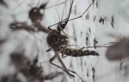 Bill Gates'ten dehşete düşüren proje! Milyonlarca sivrisineği sokaklara bıraktı, herkes kendine dikkat etsin 18