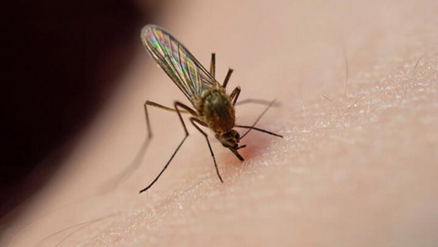 Bill Gates'ten dehşete düşüren proje! Milyonlarca sivrisineği sokaklara bıraktı, herkes kendine dikkat etsin 19