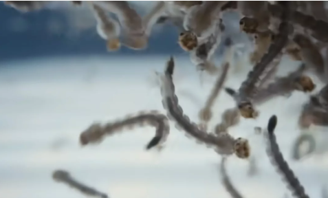 Bill Gates'ten dehşete düşüren proje! Milyonlarca sivrisineği sokaklara bıraktı, herkes kendine dikkat etsin 14