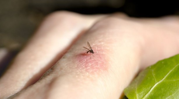 Bill Gates'ten dehşete düşüren proje! Milyonlarca sivrisineği sokaklara bıraktı, herkes kendine dikkat etsin 12