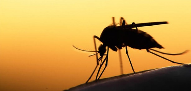 Bill Gates'ten dehşete düşüren proje! Milyonlarca sivrisineği sokaklara bıraktı, herkes kendine dikkat etsin 6