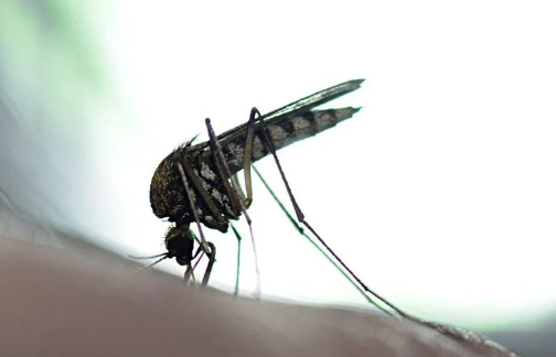 Bill Gates'ten dehşete düşüren proje! Milyonlarca sivrisineği sokaklara bıraktı, herkes kendine dikkat etsin 9