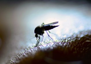 Bill Gates'ten dehşete düşüren proje! Milyonlarca sivrisineği sokaklara bıraktı, herkes kendine dikkat etsin 7