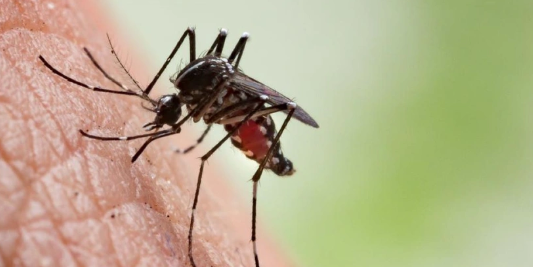 Bill Gates'ten dehşete düşüren proje! Milyonlarca sivrisineği sokaklara bıraktı, herkes kendine dikkat etsin 3