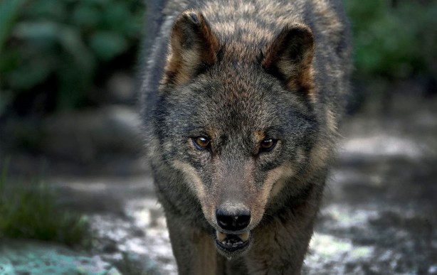 Hiç birini daha önce duymadınız... İşte çok az bilinen 24 Türk atasözü 16