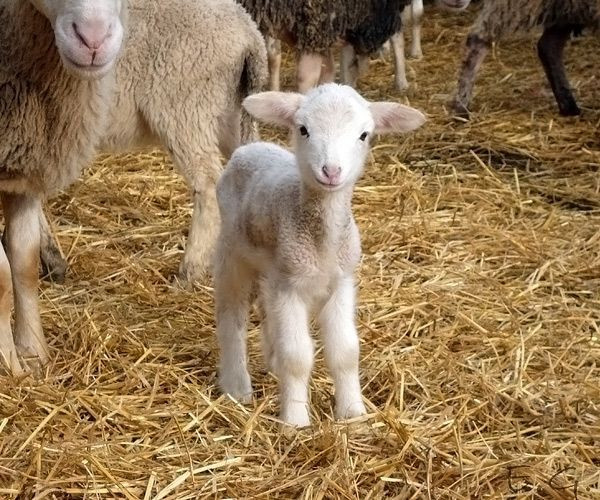 Hiç birini daha önce duymadınız... İşte çok az bilinen 24 Türk atasözü 17