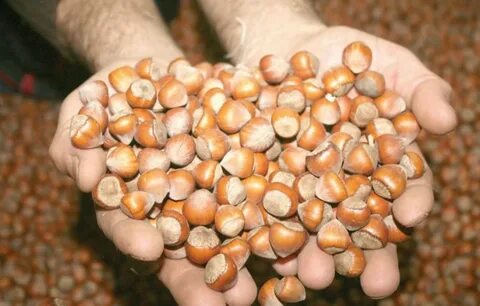 İşte o ürünler Almanya Türkiye’den kapış kapış aldı 6