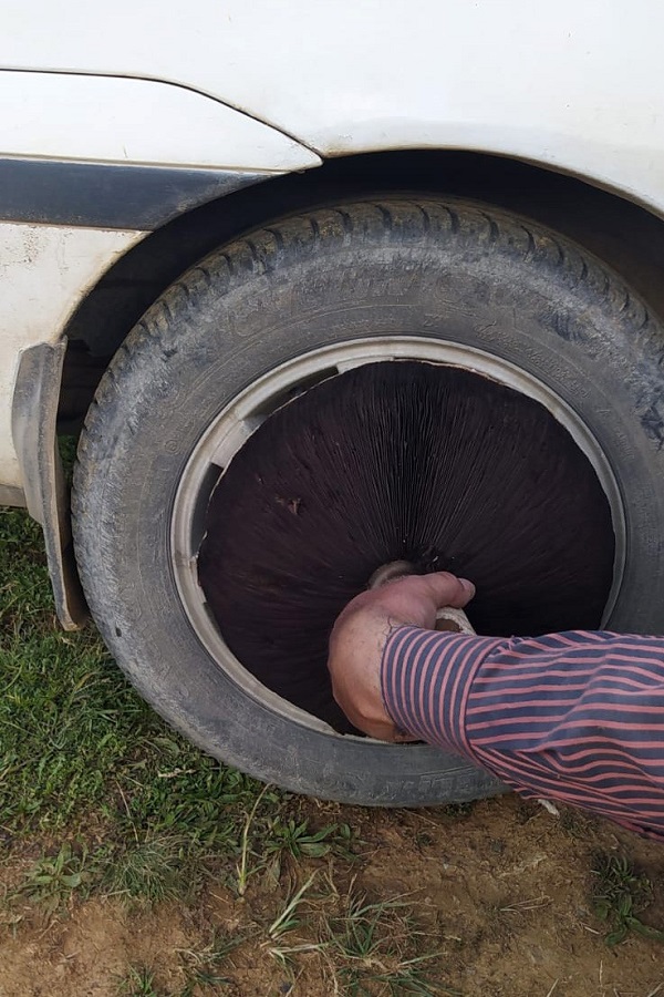 Kimse gözlerine inanamıyor! Böyle mantar görülmedi 4