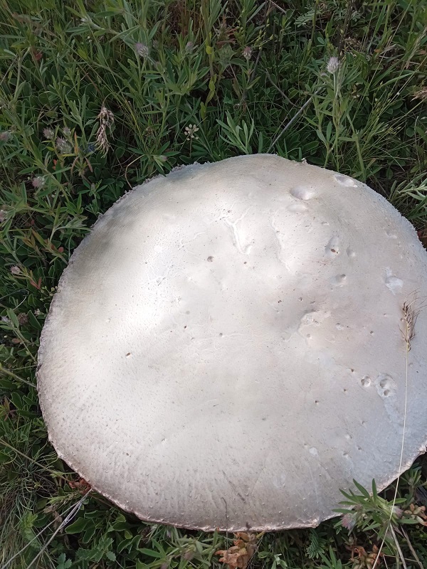 Kimse gözlerine inanamıyor! Böyle mantar görülmedi 7