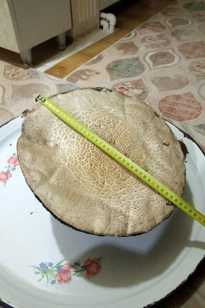 Kimse gözlerine inanamıyor! Böyle mantar görülmedi 3