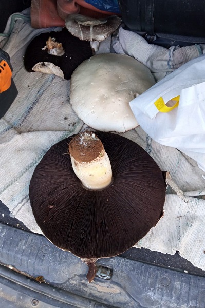 Kimse gözlerine inanamıyor! Böyle mantar görülmedi 5