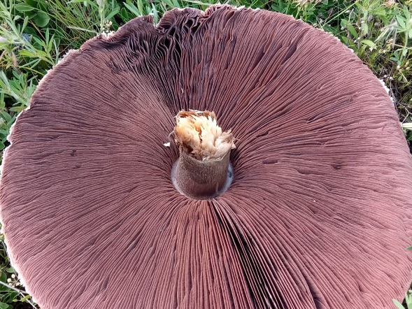 Kimse gözlerine inanamıyor! Böyle mantar görülmedi 1