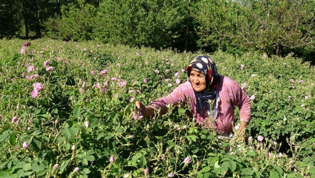 Ondan dudak uçuklatan kazanç sağlıyorlar! Yanlış duymadınız! Litresi 258 bin TL 5