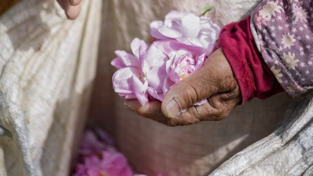 Ondan dudak uçuklatan kazanç sağlıyorlar! Yanlış duymadınız! Litresi 258 bin TL 2