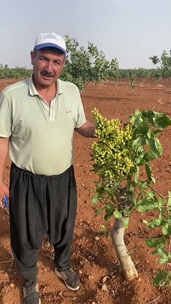 Oysa 10 yıl sonra meyve vermesi bekleniyordu! Fıstık üreticileri gözlerine inanamadı 3