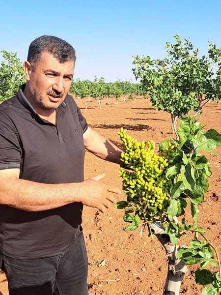 Oysa 10 yıl sonra meyve vermesi bekleniyordu! Fıstık üreticileri gözlerine inanamadı 2