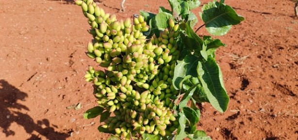 Oysa 10 yıl sonra meyve vermesi bekleniyordu! Fıstık üreticileri gözlerine inanamadı 1