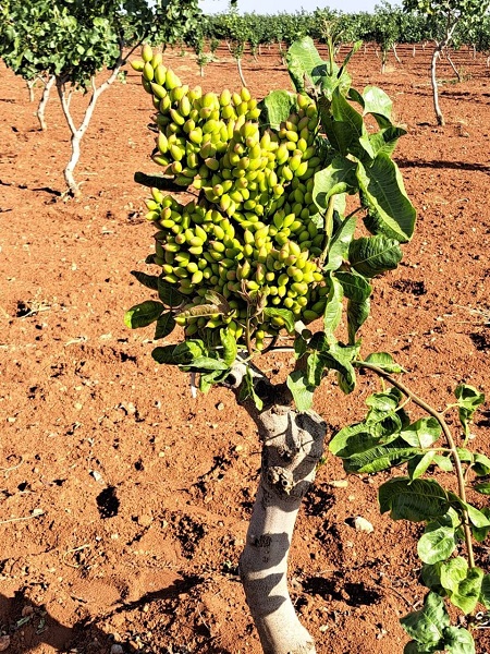 Oysa 10 yıl sonra meyve vermesi bekleniyordu! Fıstık üreticileri gözlerine inanamadı 4