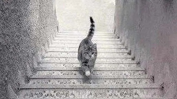 Sosyal medyada çok popüler | Ne kadar dikkatlisin tıkla gör! 1