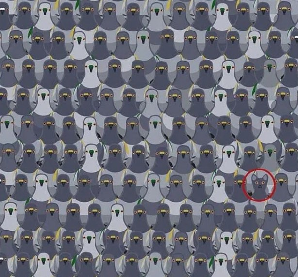 Sosyal medyada çok popüler | Ne kadar dikkatlisin tıkla gör! 12