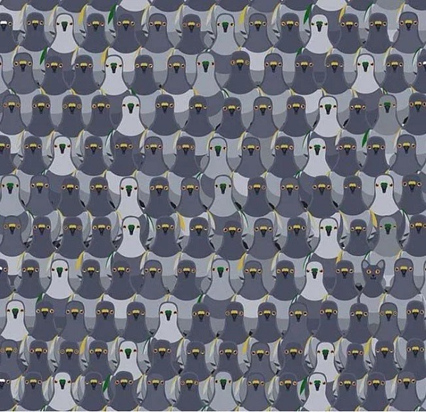 Sosyal medyada çok popüler | Ne kadar dikkatlisin tıkla gör! 11