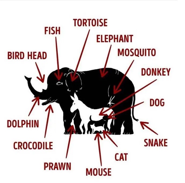 Sosyal medyada çok popüler | Ne kadar dikkatlisin tıkla gör! 16