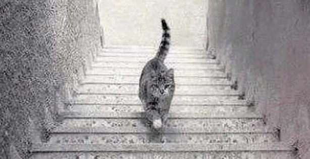 Sosyal medyada çok popüler | Ne kadar dikkatlisin tıkla gör! 2