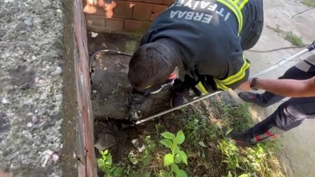 Dev yılan o ilimizde evlere girmeye başladı! Tek ısırığı öldürmeye yetiyor 2