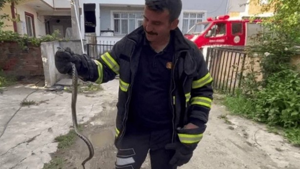 Dev yılan o ilimizde evlere girmeye başladı! Tek ısırığı öldürmeye yetiyor 1