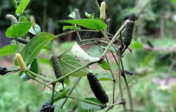 Bitki değil yürüyen eczane! Çok az kişi biliyor! Evinden eksik eden... 7