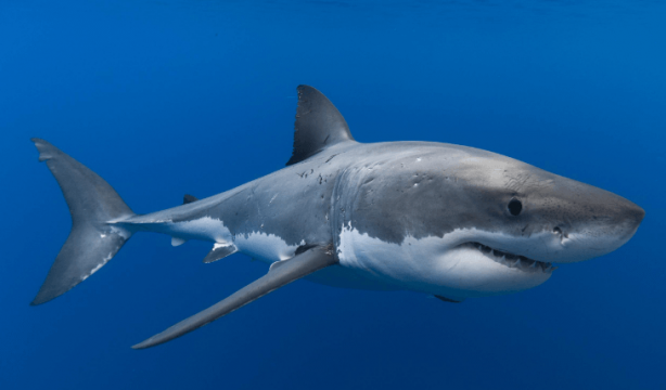 "Burada dünyaya büyük bir mesaj var" diyerek duyurdular! Şoke eden gerçek, sonunda ortaya çıktı 6