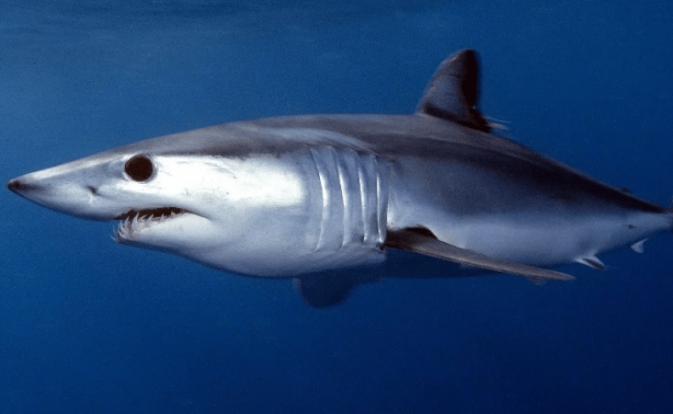 "Burada dünyaya büyük bir mesaj var" diyerek duyurdular! Şoke eden gerçek, sonunda ortaya çıktı 7