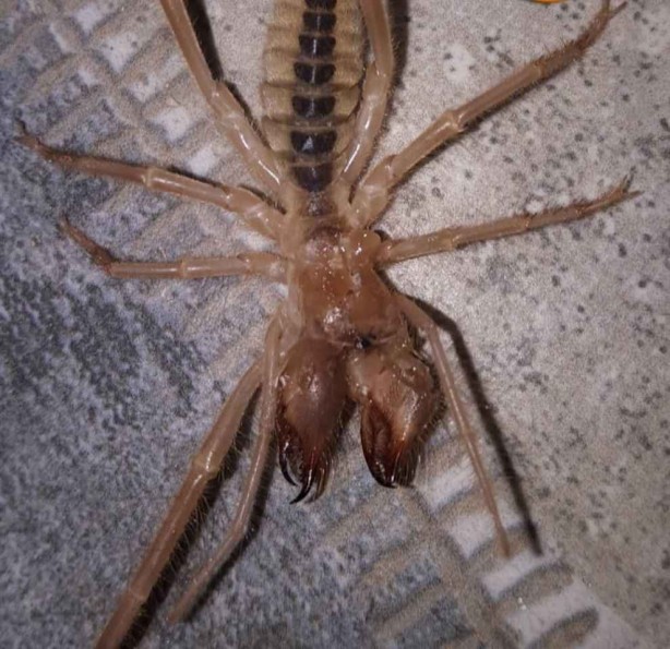 Burası Afrika, Amerika değil! Kobra ve katil arıların ardından o ilimizde şimdi de dev et yiyen örümcek paniği 7