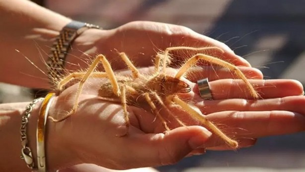 Burası Afrika, Amerika değil! Kobra ve katil arıların ardından o ilimizde şimdi de dev et yiyen örümcek paniği 4