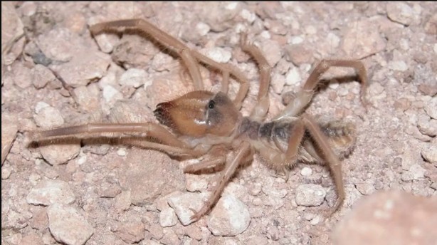 Burası Afrika, Amerika değil! Kobra ve katil arıların ardından o ilimizde şimdi de dev et yiyen örümcek paniği 6