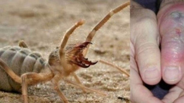 Burası Afrika, Amerika değil! Kobra ve katil arıların ardından o ilimizde şimdi de dev et yiyen örümcek paniği 1