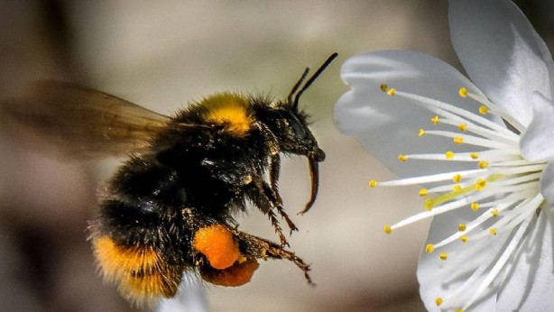 Cennet meyvesi diyorlardı! Meğer meyve değil, ölü arı yiyormuşuz 1