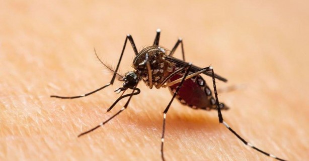 Dünya panikte! Büyük istila her an başlayabilir! Türkiye de dahil olacak 6