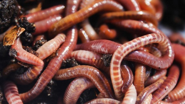 Dünyanın en büyük istila hareketi başladı! Genişledikçe genişliyorlar! Yakında tüm dünyayı ele geçirecekler 7