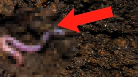 Dünyanın en büyük istila hareketi başladı! Genişledikçe genişliyorlar! Yakında tüm dünyayı ele geçirecekler 1