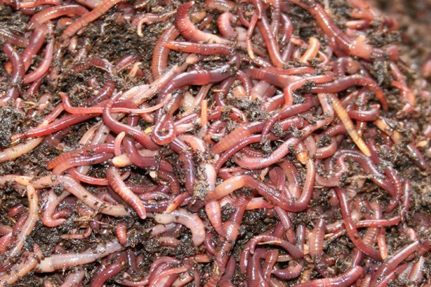 Dünyanın en büyük istila hareketi başladı! Genişledikçe genişliyorlar! Yakında tüm dünyayı ele geçirecekler 5