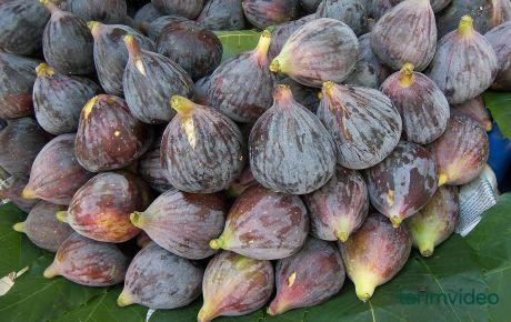 Cennet meyvesi diyorlardı! Meğer meyve değil, ölü arı yiyormuşuz 5