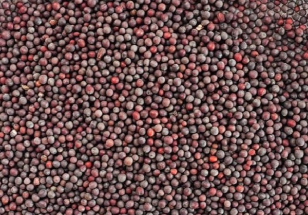 İşte keskin zekanın sırrı! İbn-i Sina'nın eskimeyen formülü 3