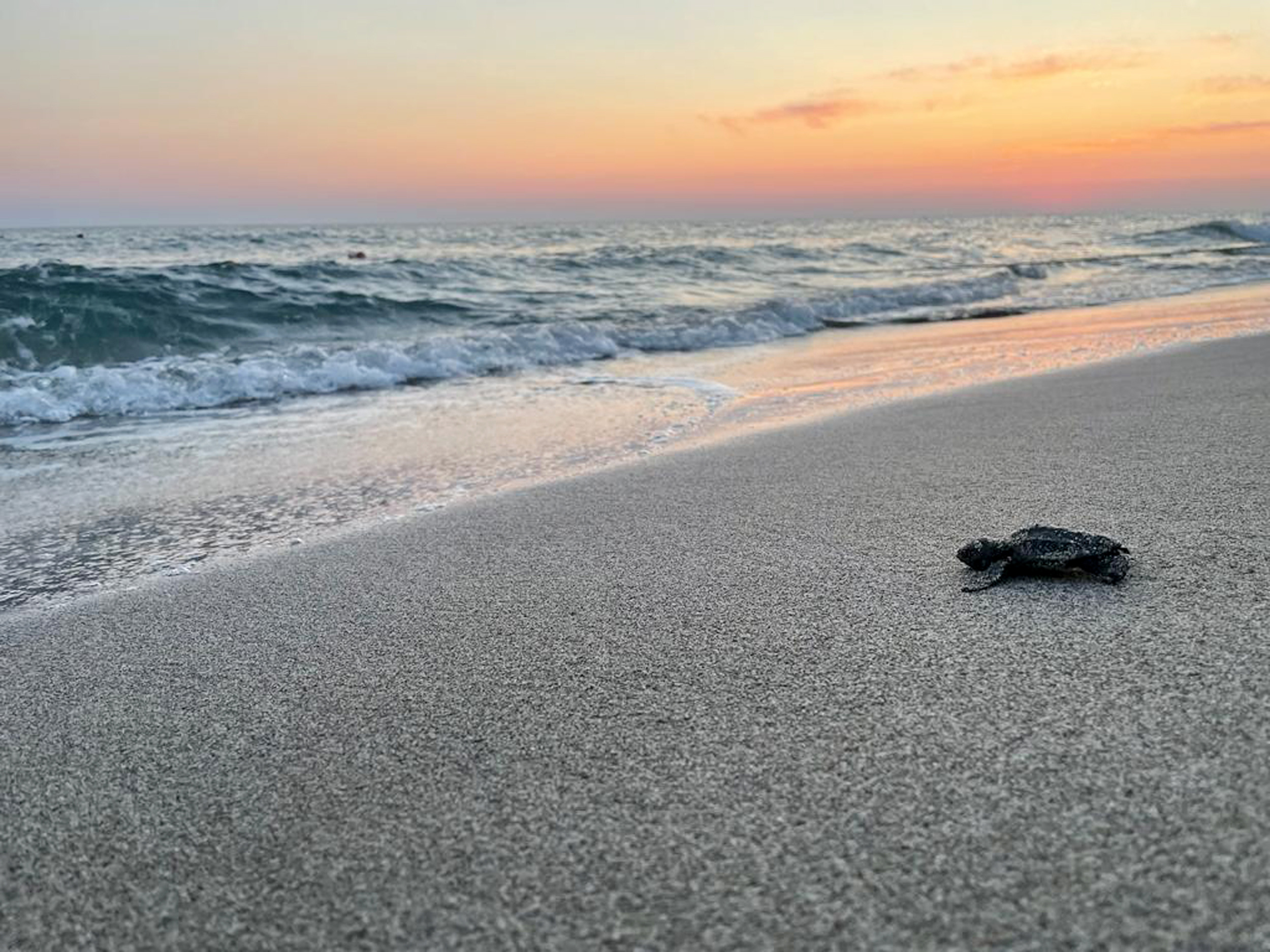 Kaplumbağa yuvalama alanı 25 sahilde gece yasağı 6