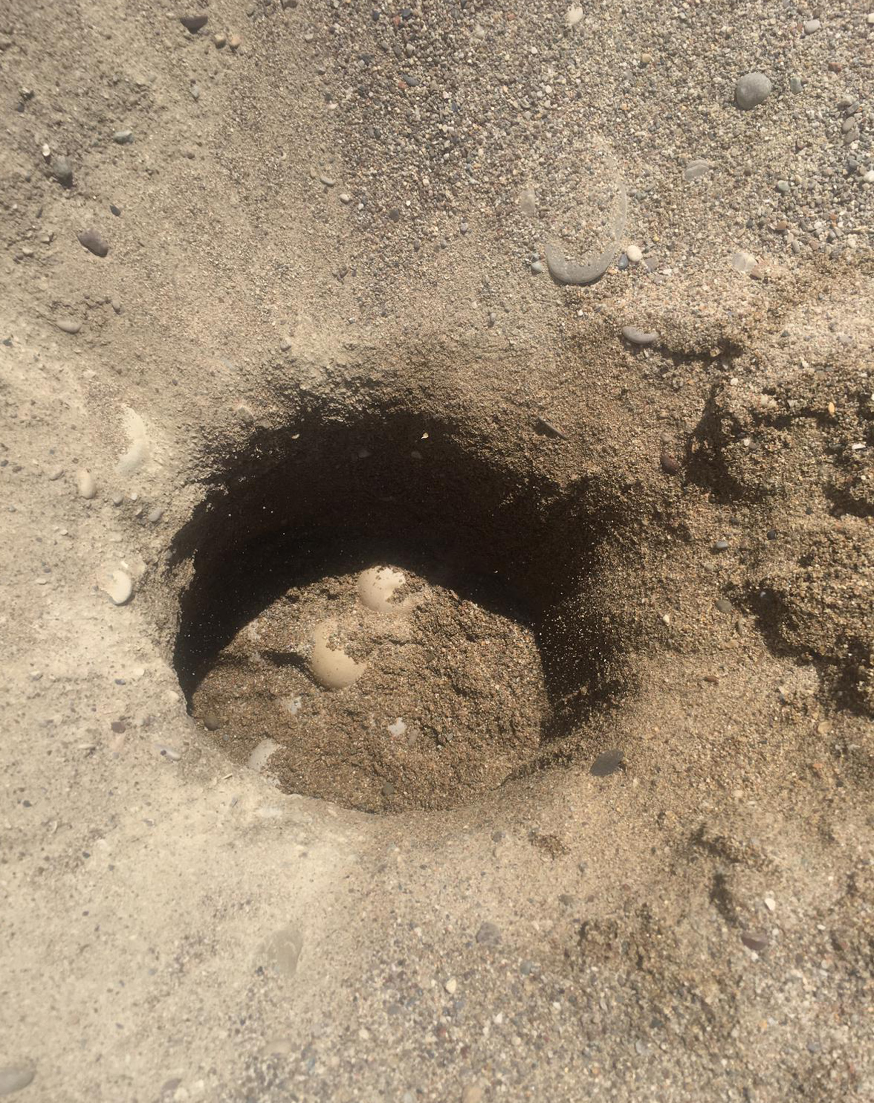 Kaplumbağa yuvalama alanı 25 sahilde gece yasağı 3