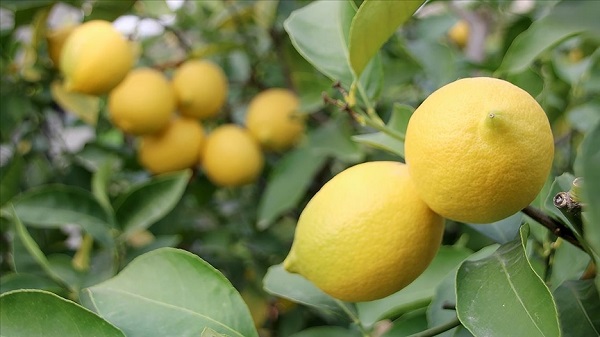 Limonlu su gerçekten faydalı mı? Canan Karatay'dan şaşırtan açıklama 3