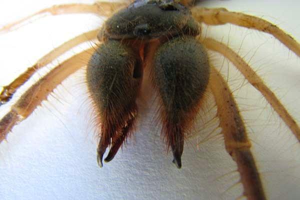 O ilimizdekilerin gözüne geceleri uyku girmiyor! Uykuya dalanın etlerini koparıyor 6