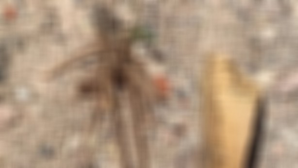 O ilimizdekilerin gözüne geceleri uyku girmiyor! Uykuya dalanın etlerini koparıyor 1