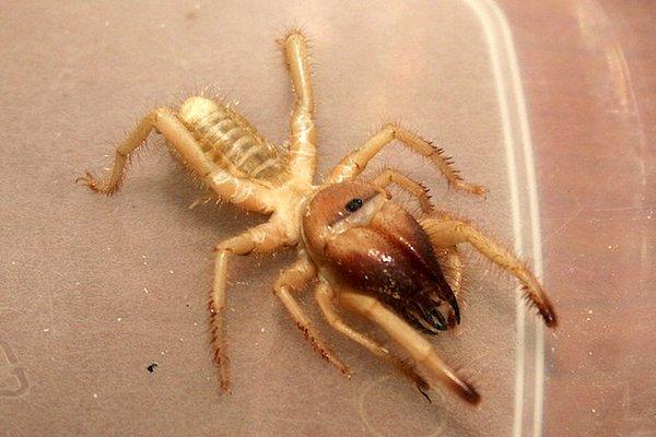 O ilimizdekilerin gözüne geceleri uyku girmiyor! Uykuya dalanın etlerini koparıyor 4